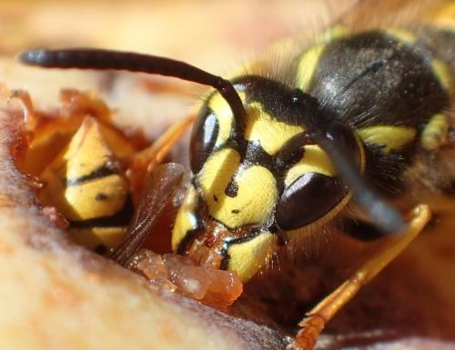 Vespula germanica